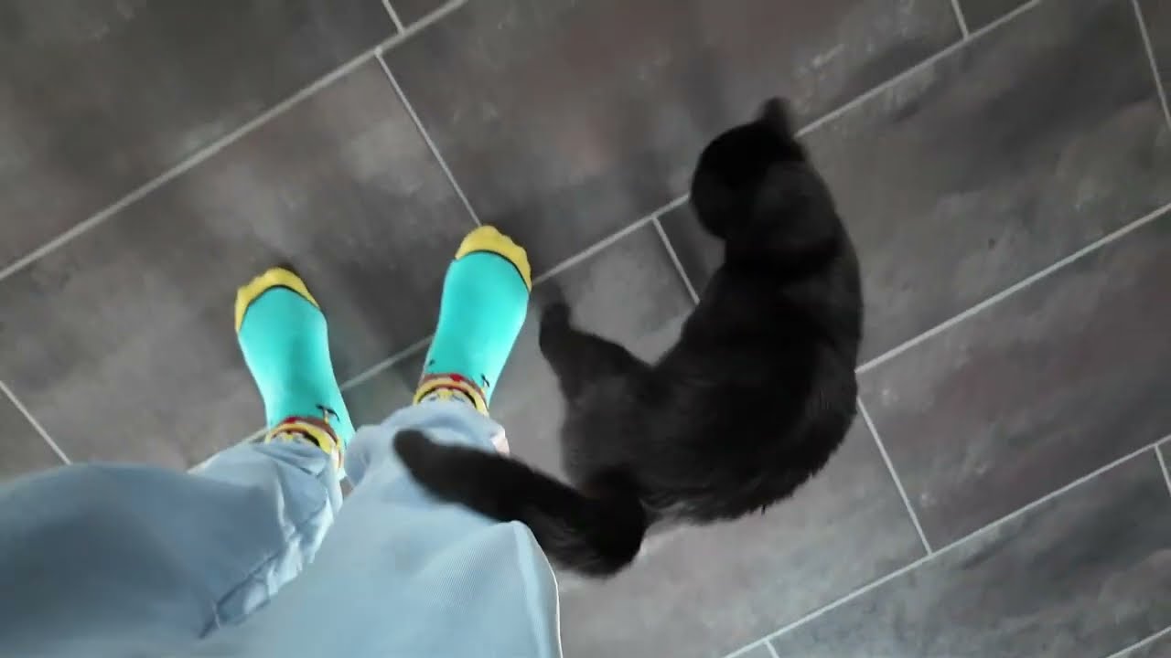 Elke & Frank Fussbroich Daisy & Chucky Zwei Katzen, ein großes Herz Teil 1