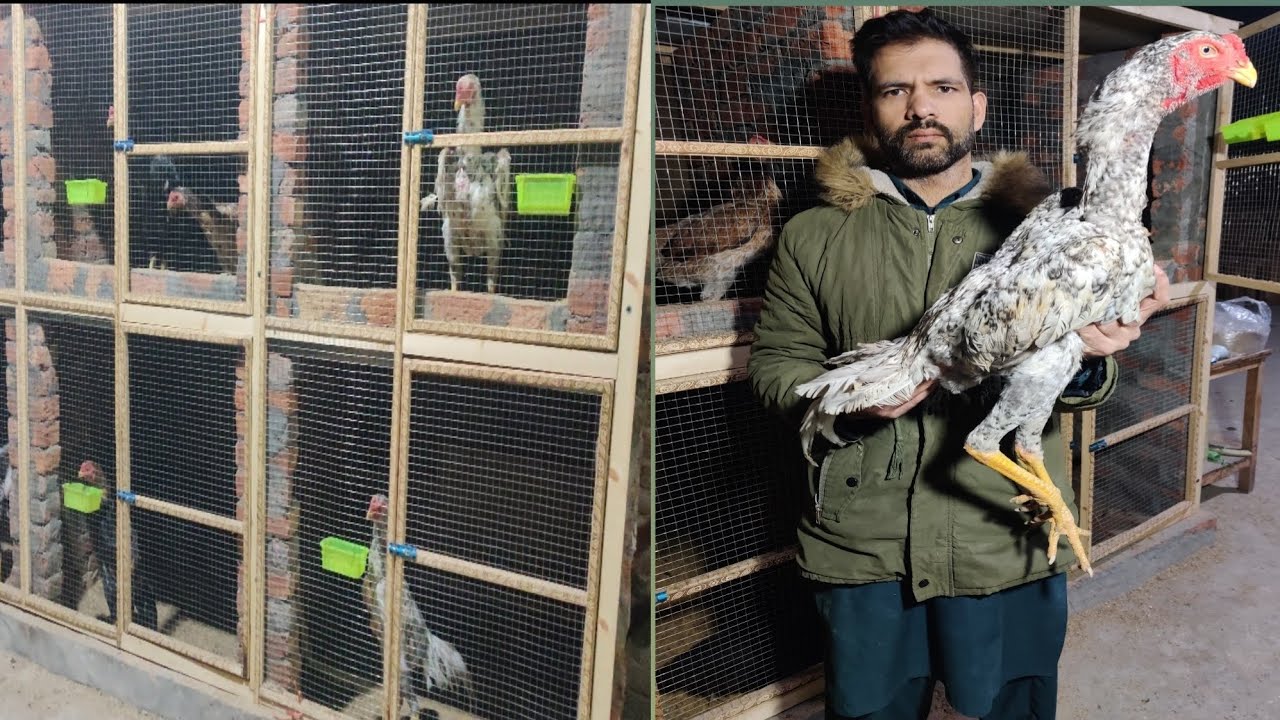 Best shamo / birds ke care /egg line trader