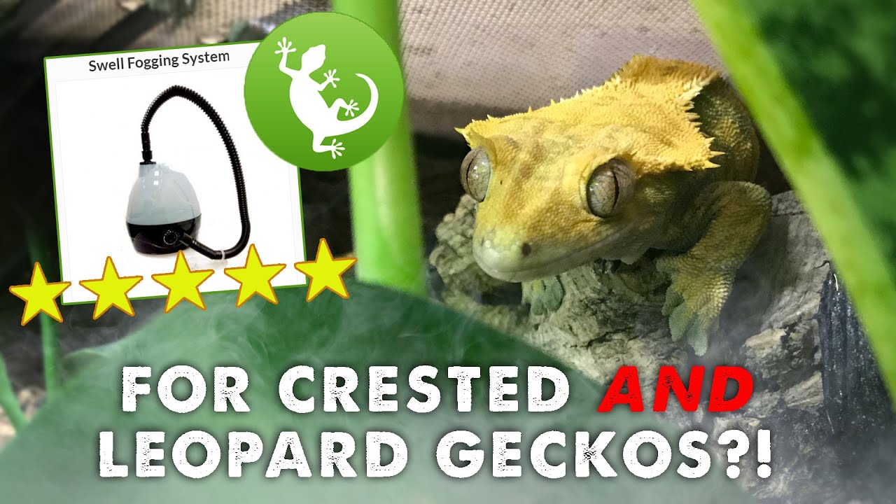 Unboxing & Setting Up Fogger For My Geckos | SWELL FOGGING SYSTEM