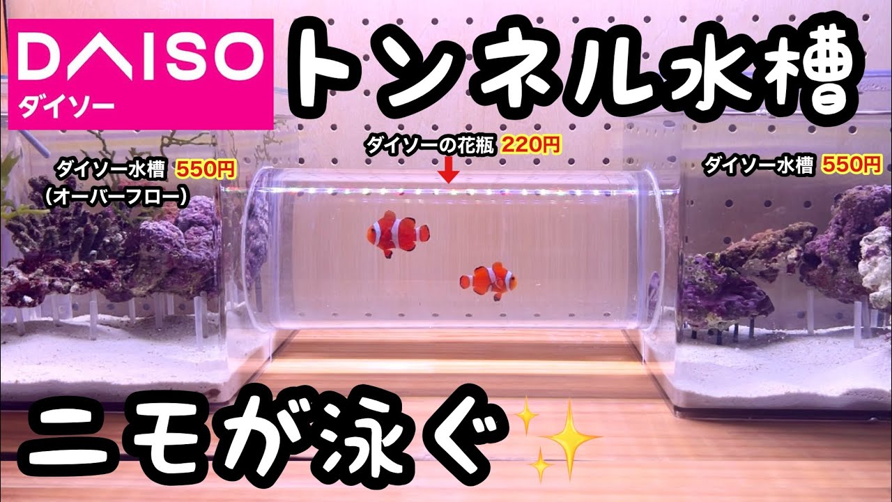 ダイソーで作ったトンネル水槽に魚を泳がせます【100均アクアリウムNo.11】ニモの引越し作戦