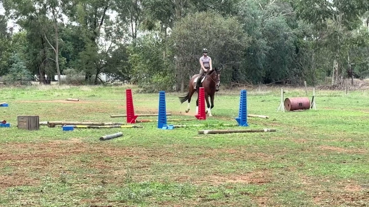 Dressage project for sale