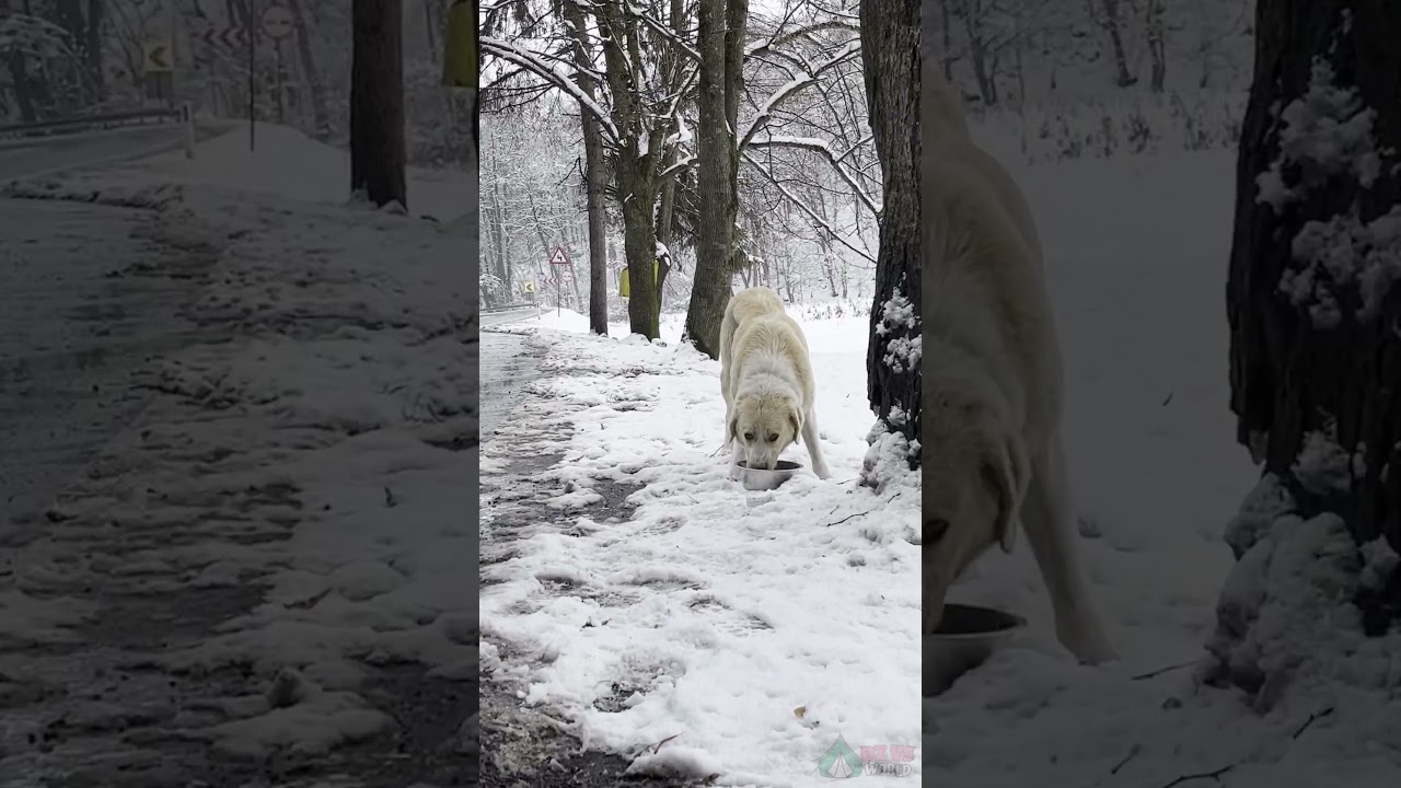 Feeding stray dog in winter  #dog #adventure #winter #dogshorts #shorts #viral