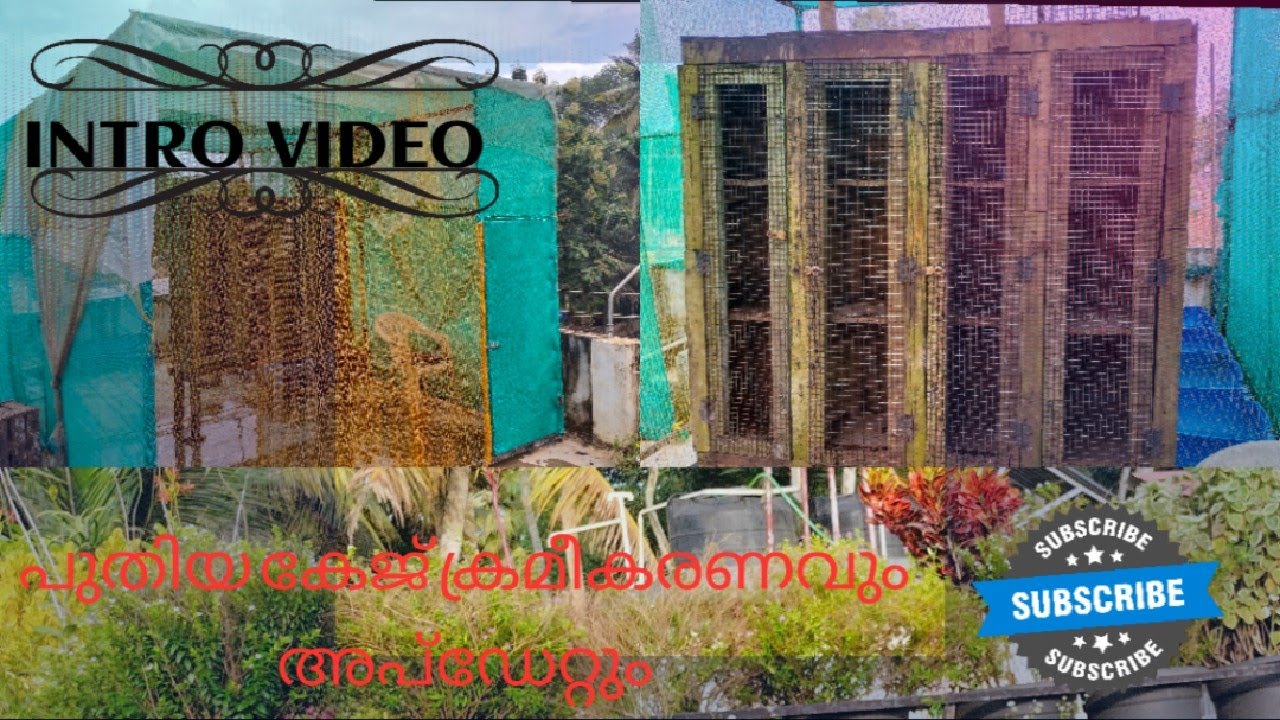 പുതിയ കേജ് ക്രമീകരണവും അപ്‌ഡേറ്റും / parava cage settings