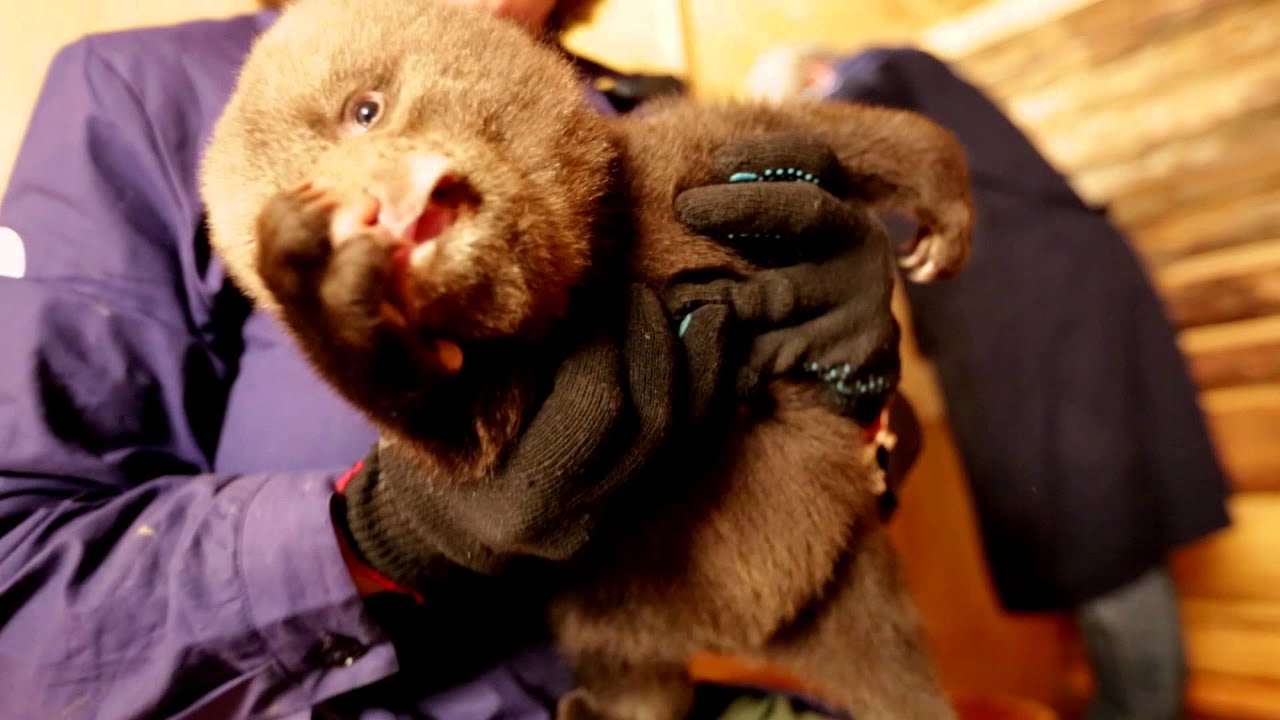 Ridiculously cute baby bears being bottle-fed