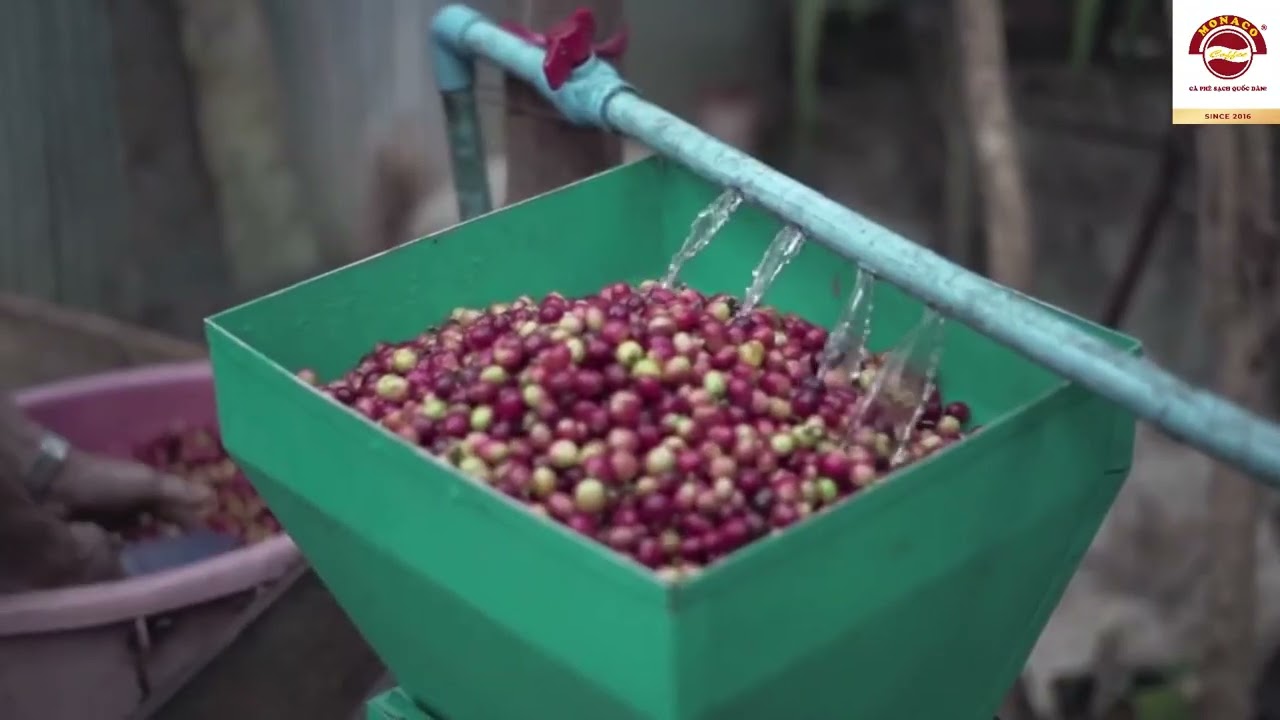 QUY TRÌNH CHẾ BIẾN CÀ PHÊ NHÂN XANH
