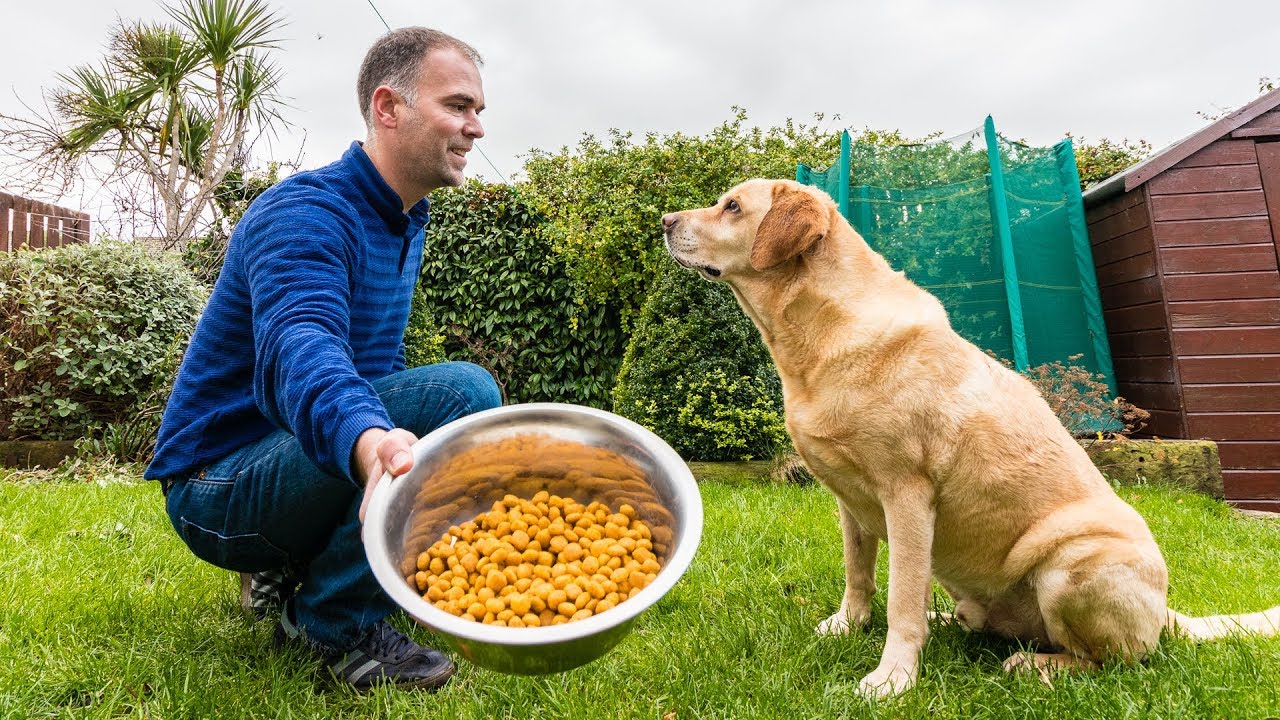 Enseñar a un PERRO a COMER a la ORDEN - Y esperar TRANQUILO