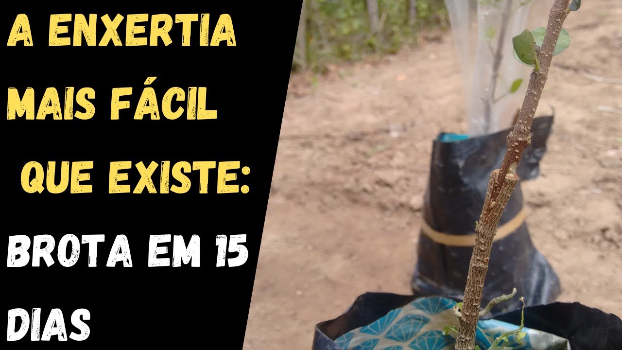 Como fazer enxerto em pé de acerola