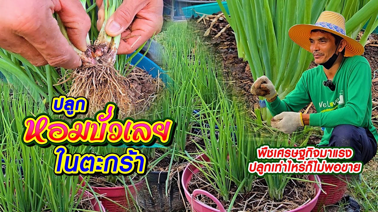ปลูกหอมบั่วเลยในตะกร้า กิโล 200 มีเท่าไหร่ไม่พอขาย