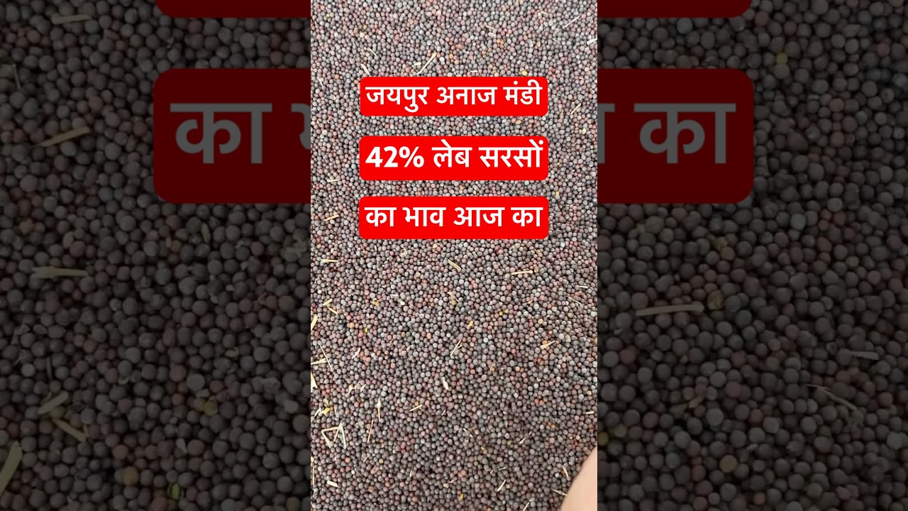 आज 42% कंडीशन लेब की सरसों का मंडी भाव आज का #जयपुर_अनाज_मंडी #shorts #viral #new #sarsonkabhavtoday