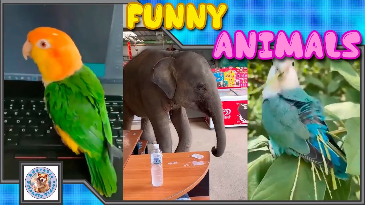 Compilation of funny animals! #117 Choose what you liked most and leave a comment! Subscribe!