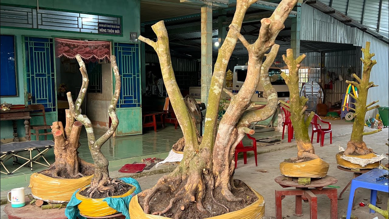 12/03/2026.giao lưu mai vàng ,Lhe (nhàn)0967688750 