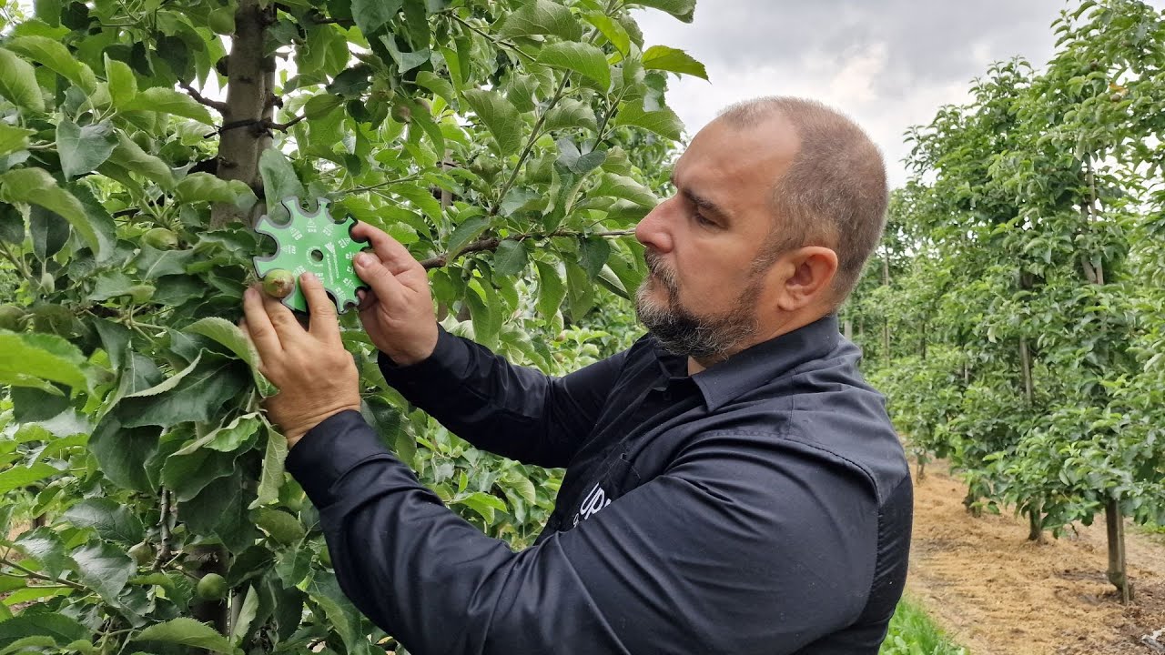 Czym zwalczyć owocówkę jabłkóweczkę? Tomasz Sikora, 03.06.2025