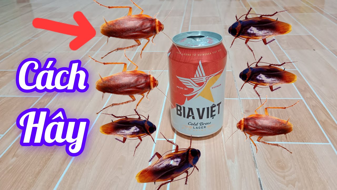 Mẹo hay, thật bất ngờ chỉ cần một vỏ lon nh&agrave; bạn sẽ kh&ocirc;ng c&ograve;n một con gi&aacute;n