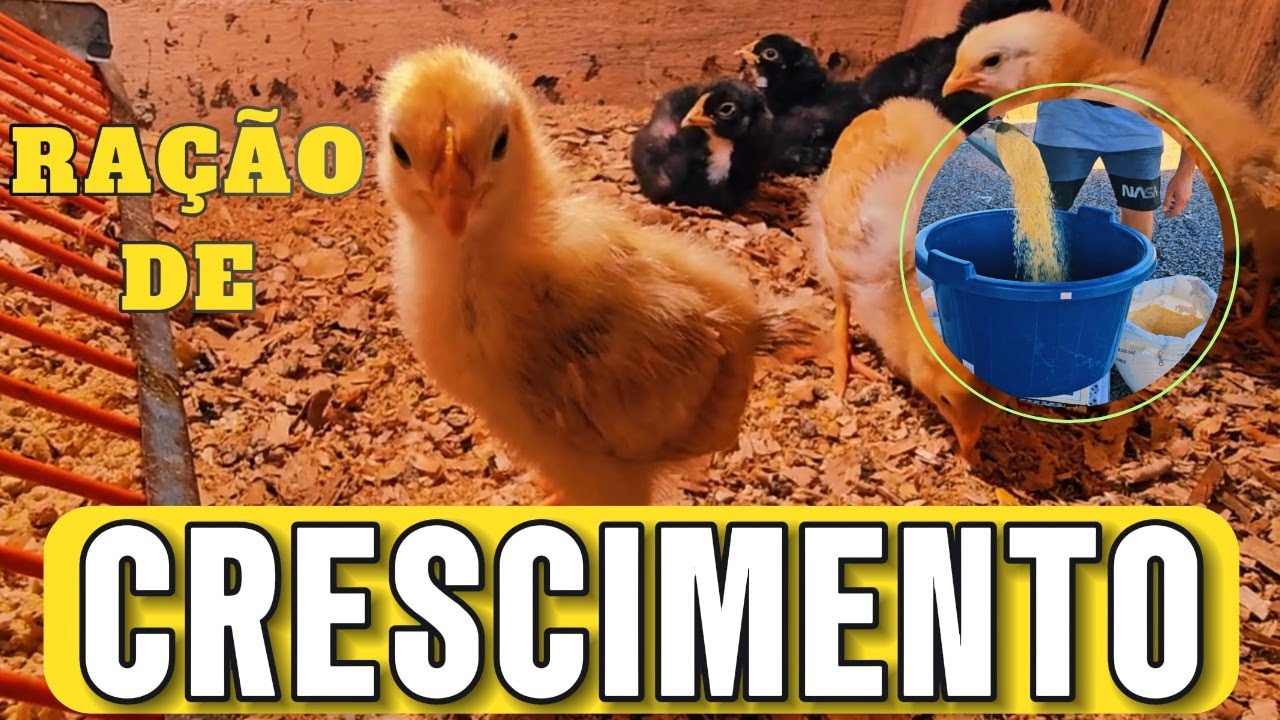 COMO FAZER RA&Ccedil;&Atilde;O DE CRESCIMENTO PARA GALINHAS