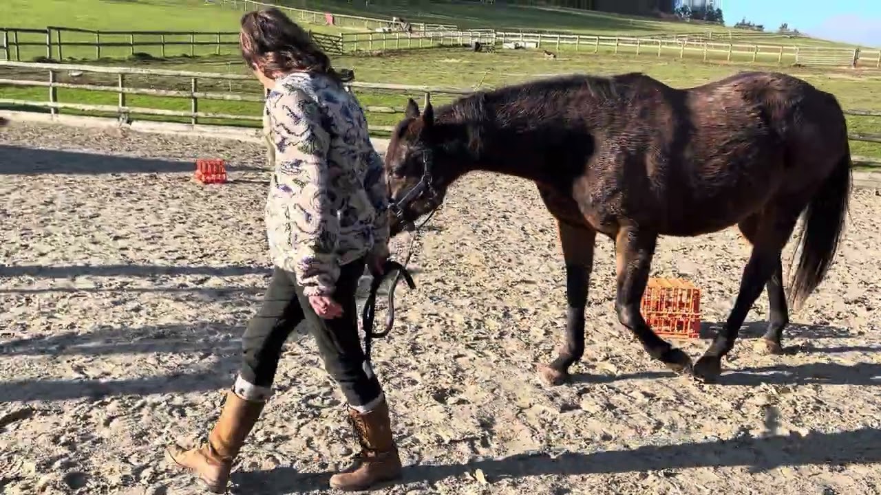 Dancer January Horse Agility