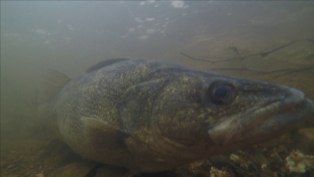 Walleye Run 4/13/2018 Peshtigo River Wisconsin