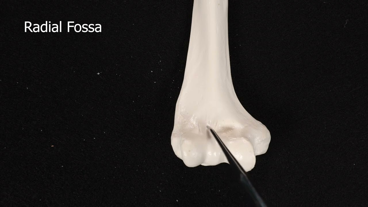 Humerus Bone #skeletalsystem