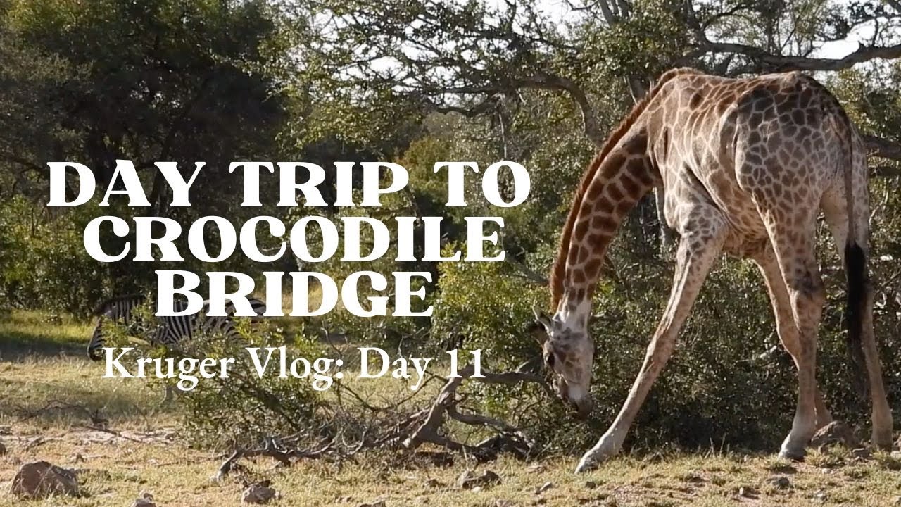 Kruger Park DAY 11: Visiting CROCODILE BRIDGE | Bubble & Squeak | Hornbill vs. Snake