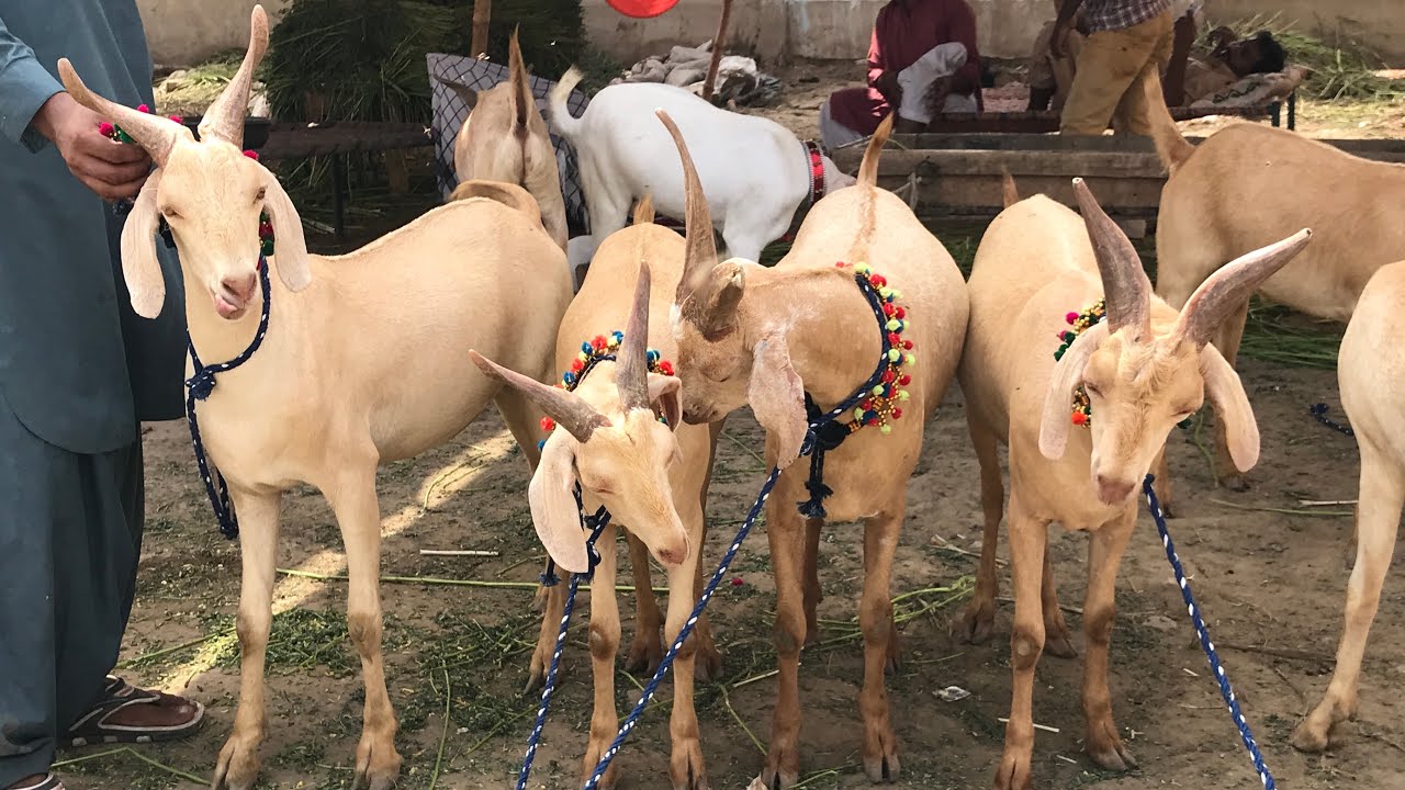 Hyderabadi Golden Tapra Goats | Bakra Mandi 2020