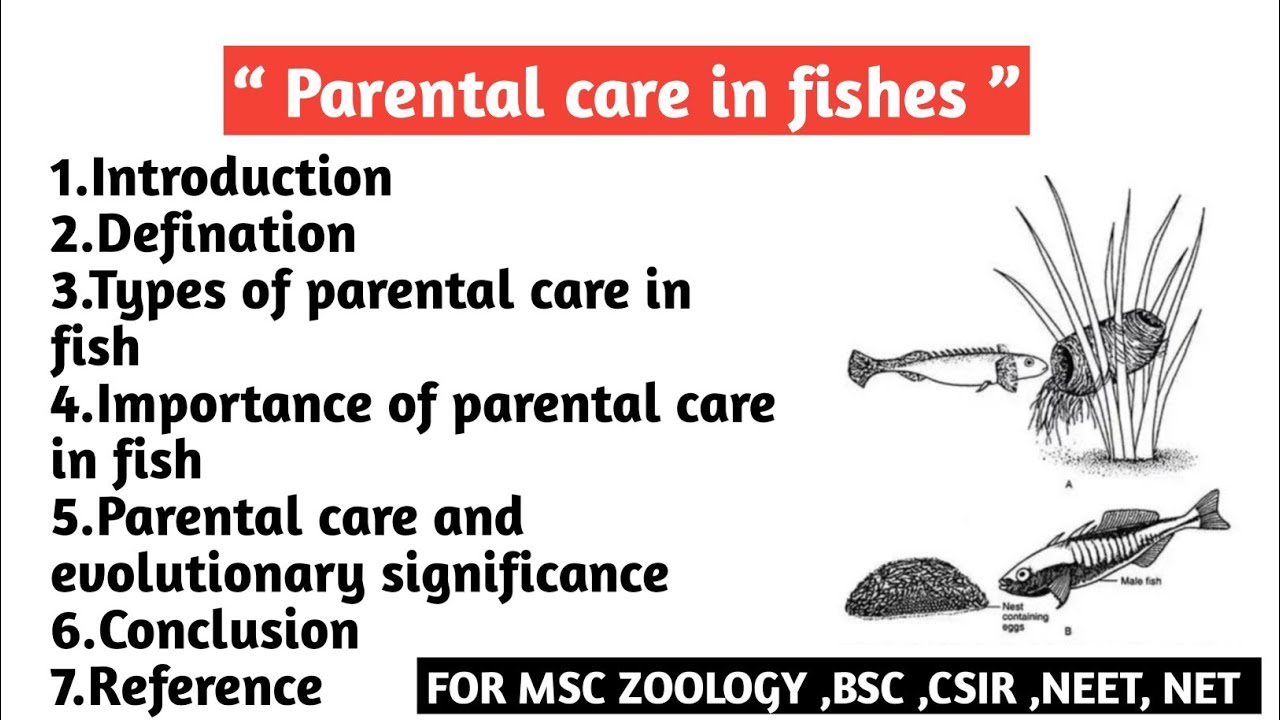 Parental care in fish | Types of parental care in fishes | Importance | Evolutionary significance