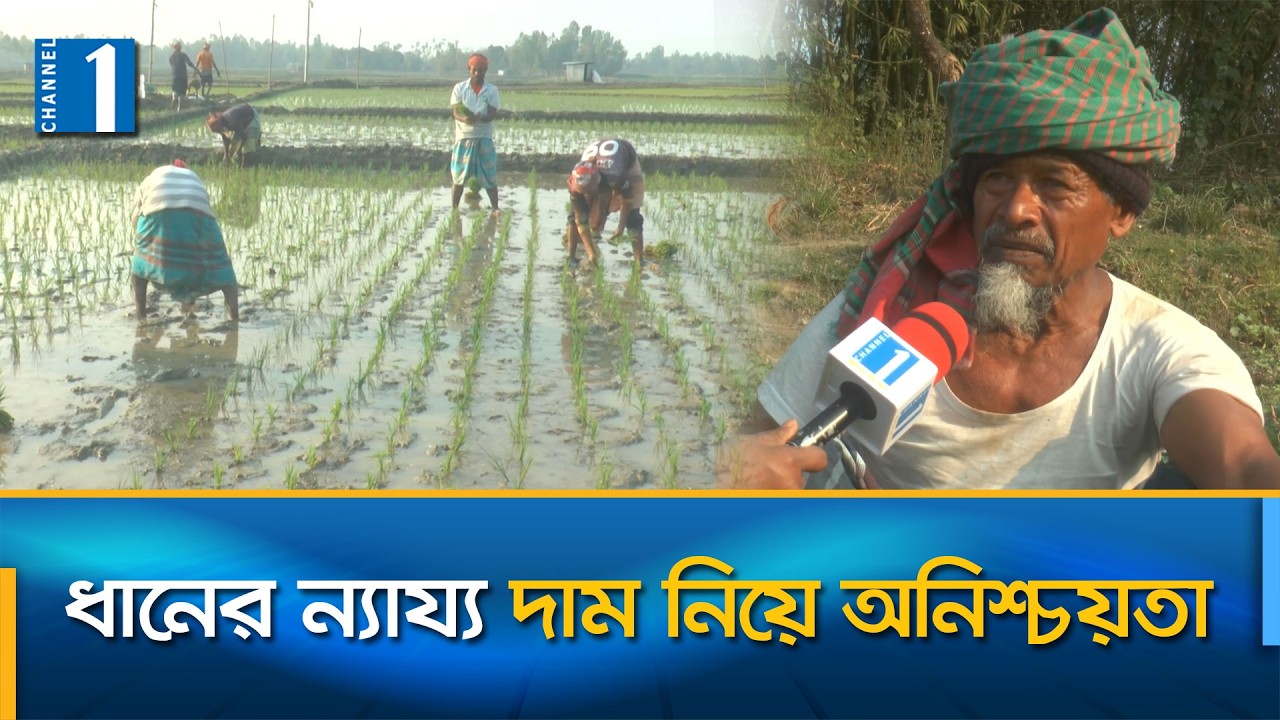 কুড়িগ্রামে বোরো আবাদে আগ্রহ হারাচ্ছে কৃষকরা | Channel One News