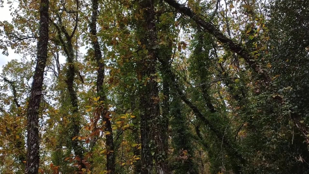 La Honfr&iacute;a, un bosque de leyenda en la Sierra de las Quilamas