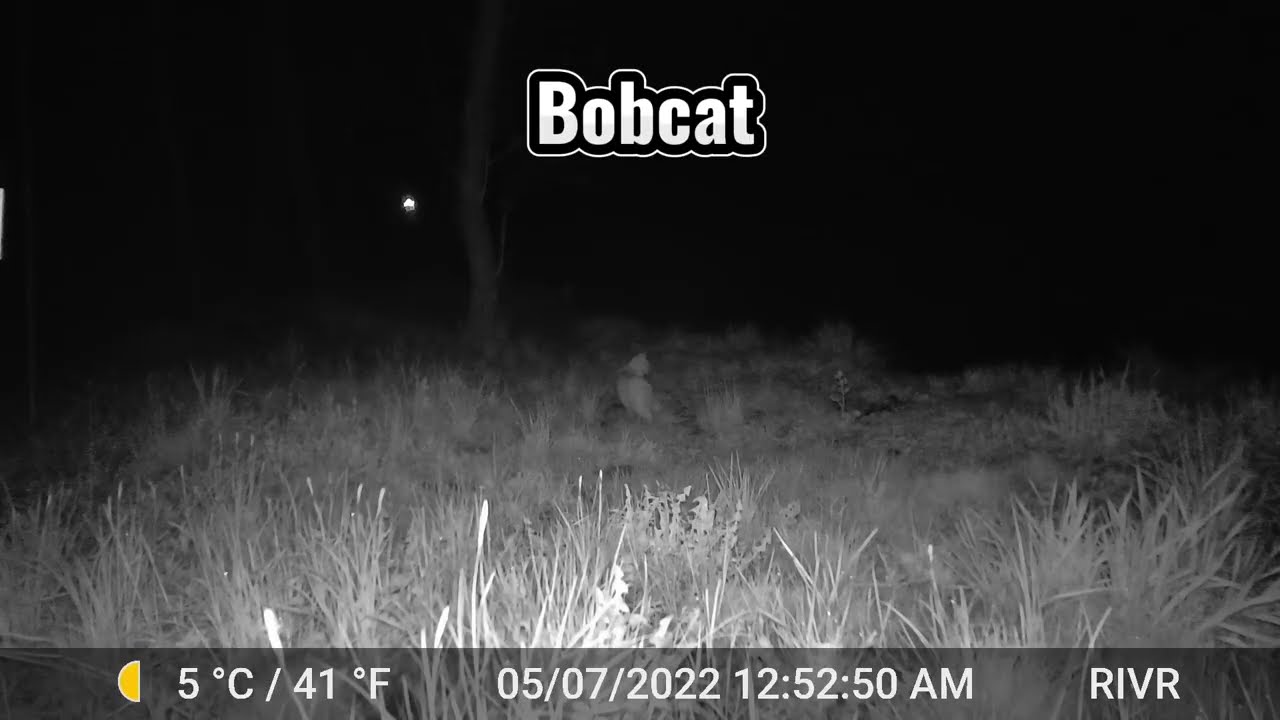 Bobcat sneaks through