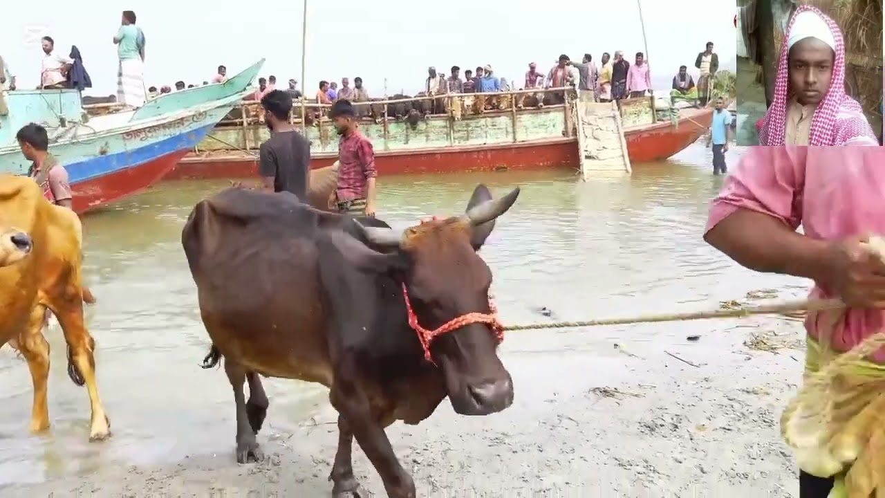 নৌকা থেকে গরু নামিয়ে বাজারের দিকে নিয়ে যাওয়া হচ্ছে 🥰🥰#cow#trending #viralvideo 