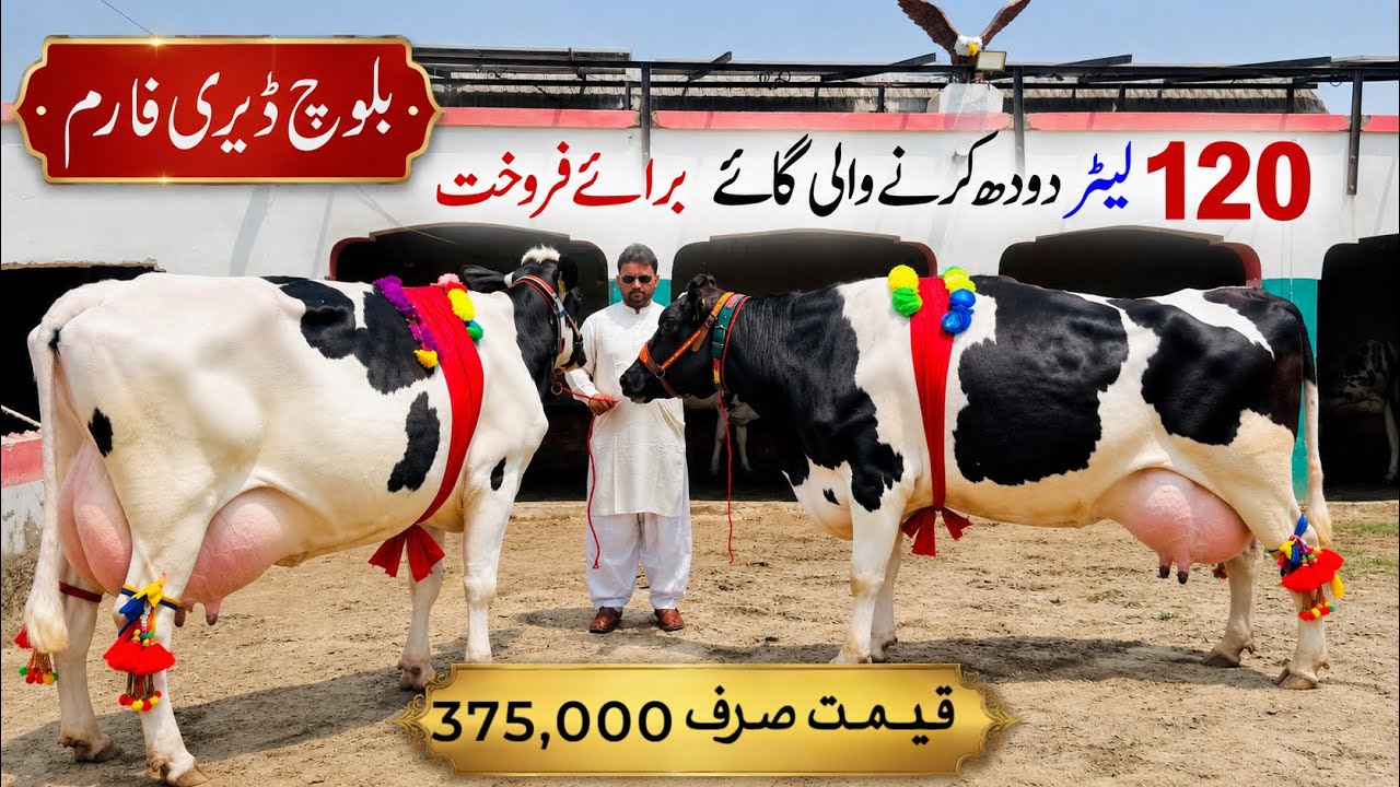 Baloch Dairy Farm | Holstein Friesian Cow | Pure Jersey Cow Farm | HF cow for sale | Pk Janwar Mandi