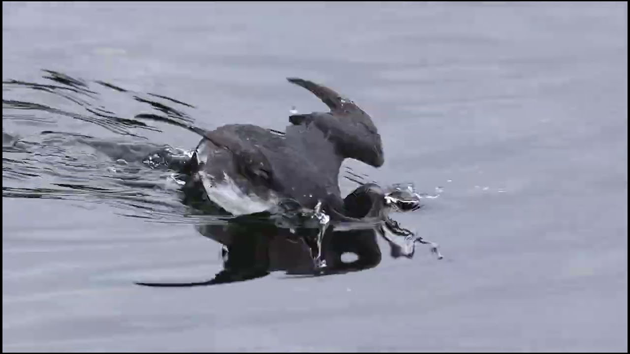 ウミスズメの忙しい採餌