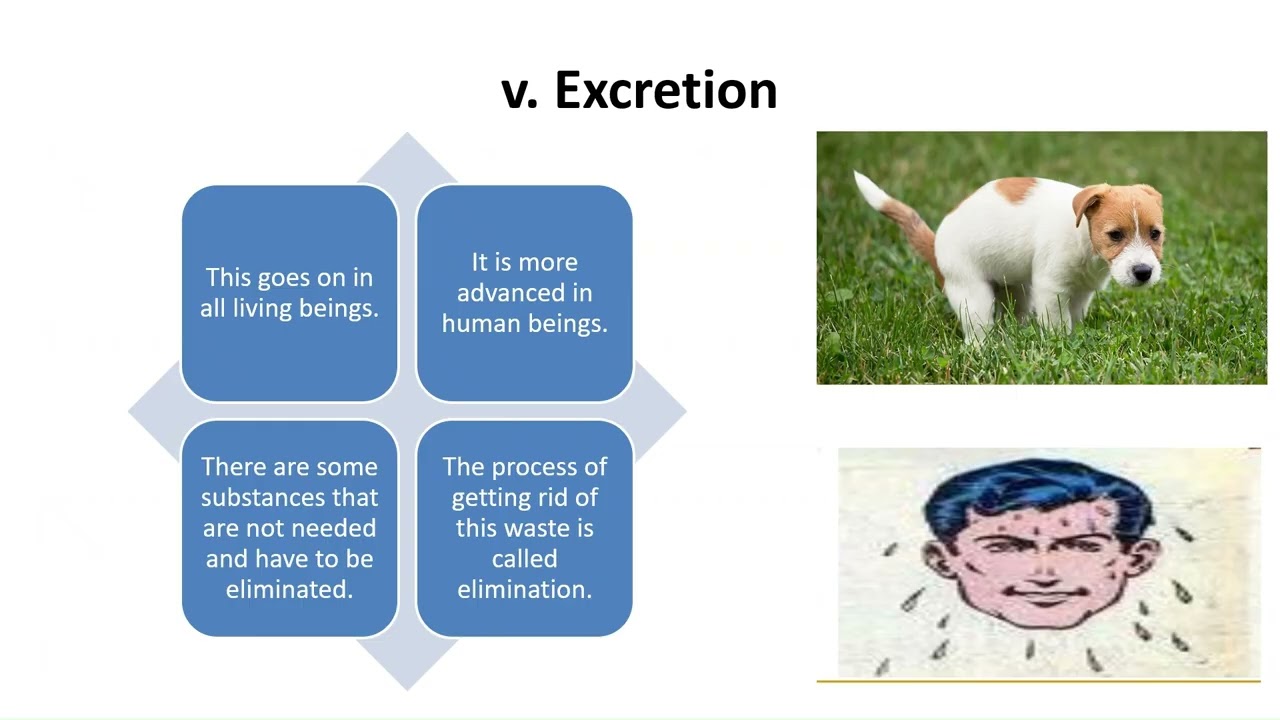 Episode 49  Zoology Vital Functions looks at all functions living things need in order to survive.