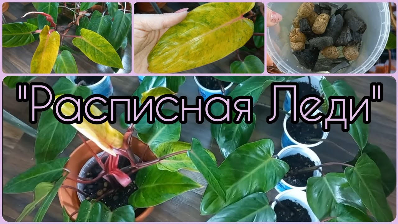Мой самый неприхотливый ФИЛОДЕНДРОН🌱Расписная Леди/Медуза🌸Омоложение🌱Размножение🌸Грунт🌱Первый полив🌸