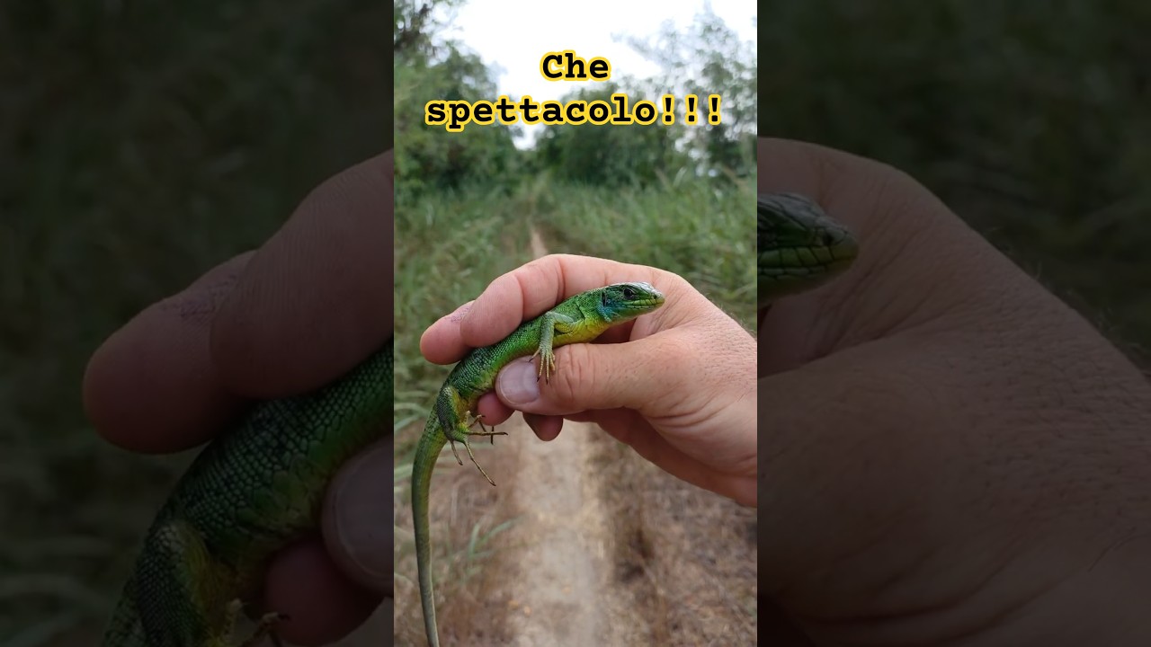 Quando la natura ti sorprende: guarda questo ramarro!