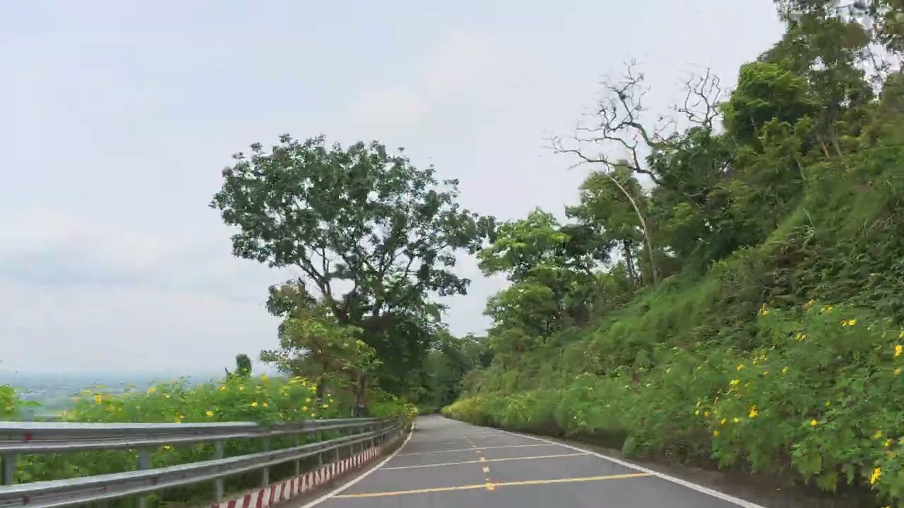 Admire the wild sunflowers blooming on the mountain road.