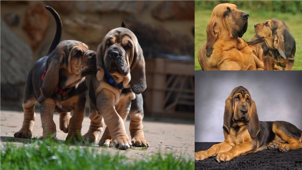 top Funny Bloodhound Videos