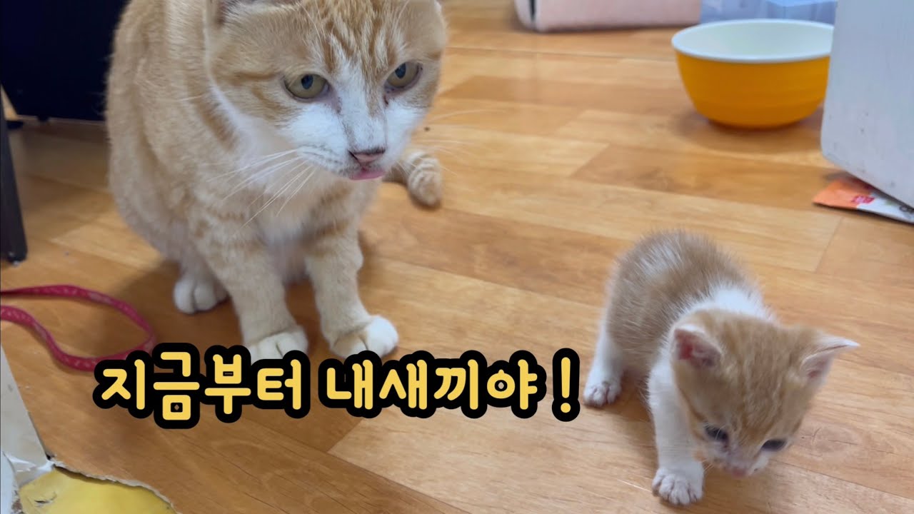 버려진 새끼고양이가 젖 동냥와서 벌어진 일 ~   대박.