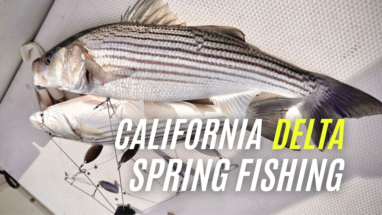 California Delta Striper Fishing