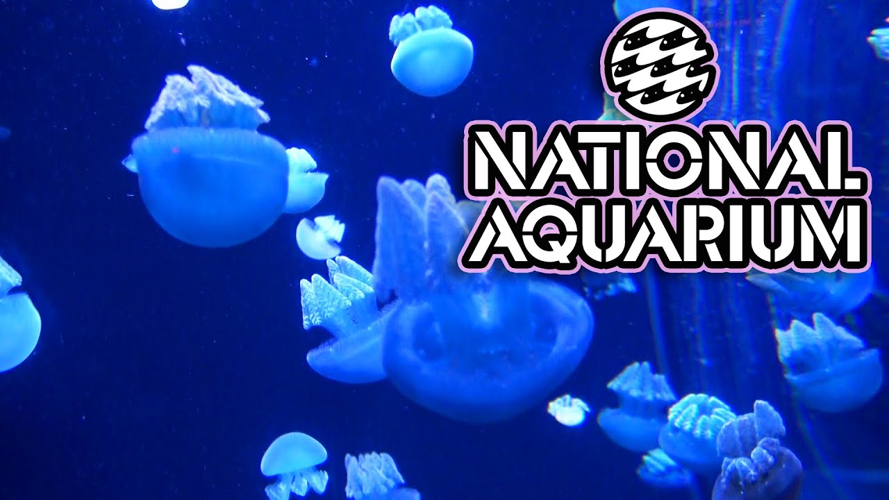 National Aquarium - Baltimore Inner Harbor