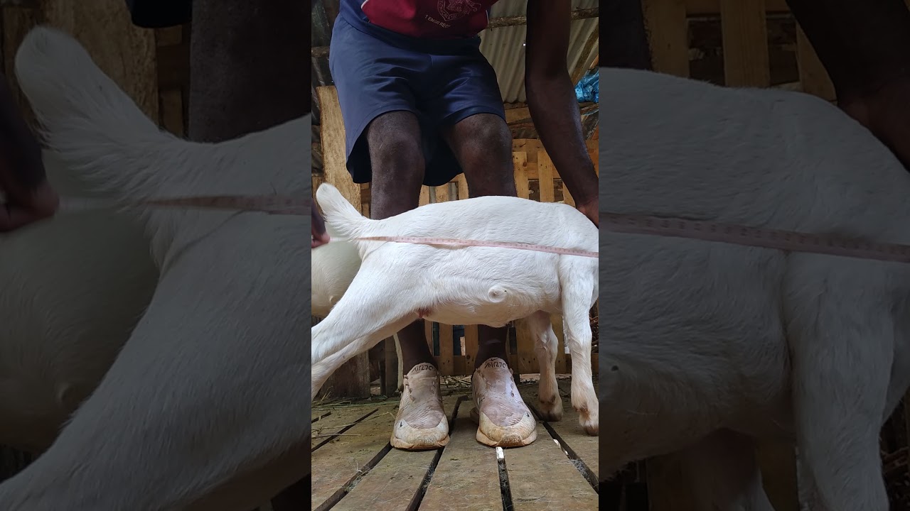 calculating the weight of goat using tape measure
