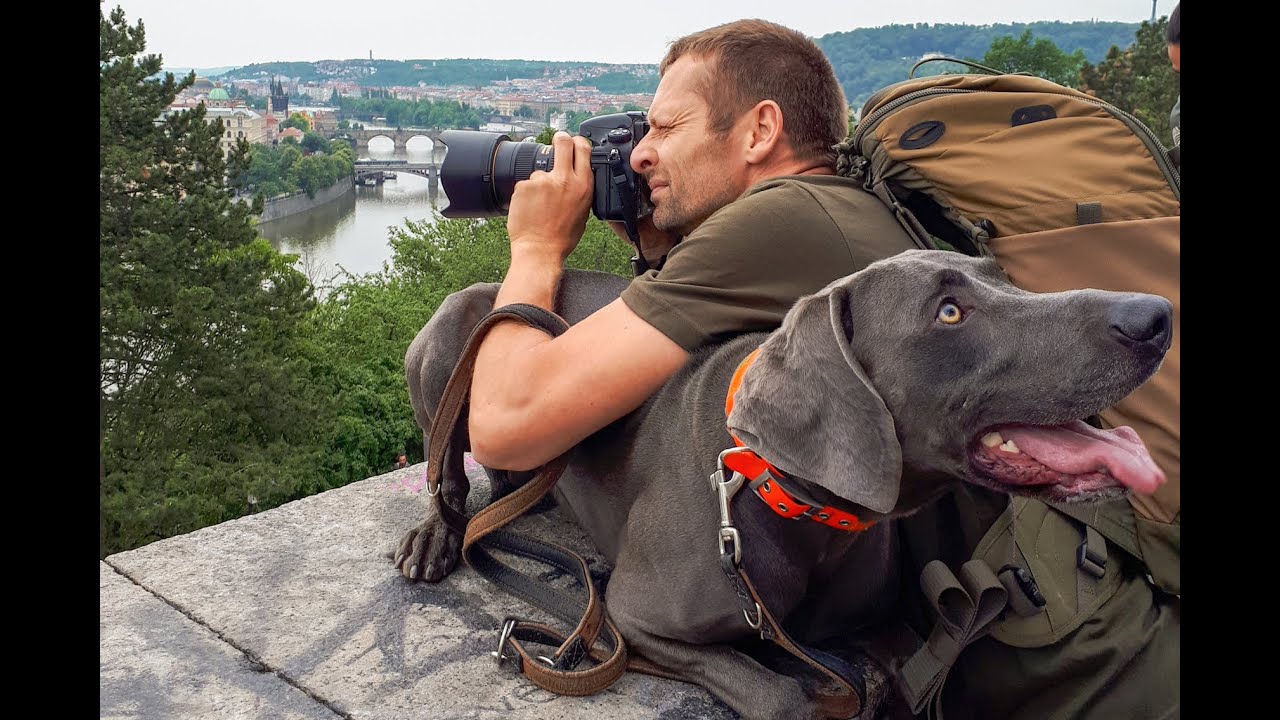 Sechs Jahre im Leben meines Weimaraner