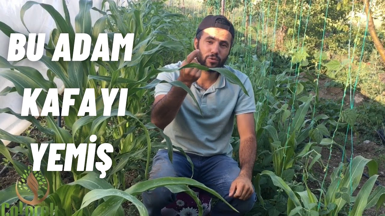 ATA TOHUMU HER EVE GİRECEKK