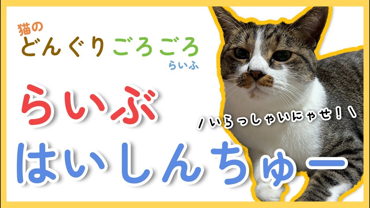 猫のどんぐりがゴロゴロしながらライブ配信中！