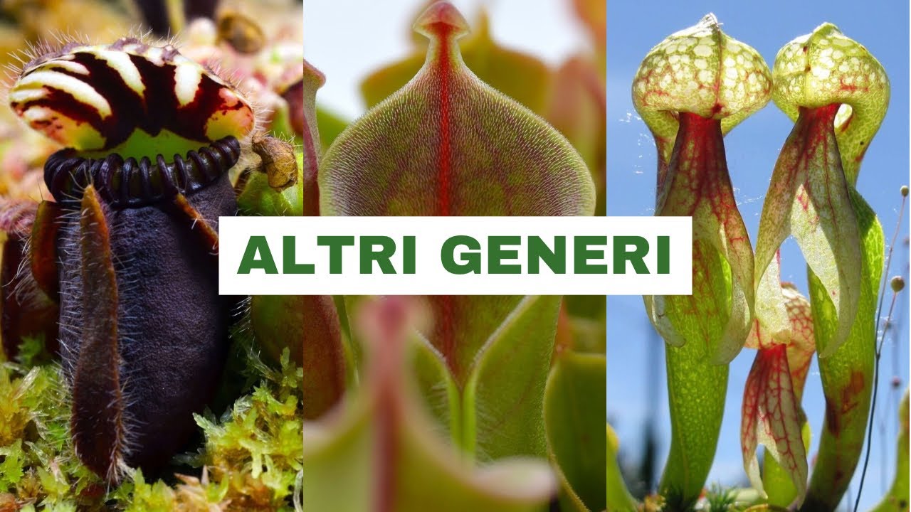 Falso rinvaso di Cephalotus, Roridula, Stylidium, Heliamphora, Brocchinia, Catopsis e Darlingtonia