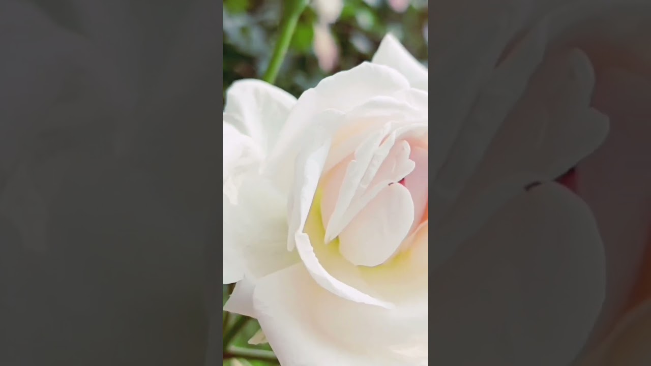 #flower..