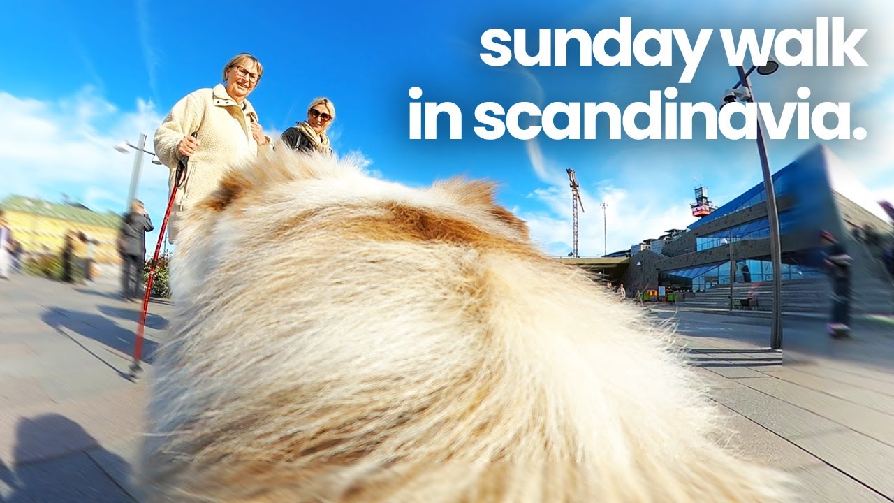 Dog POV: Walk With Me Through The City