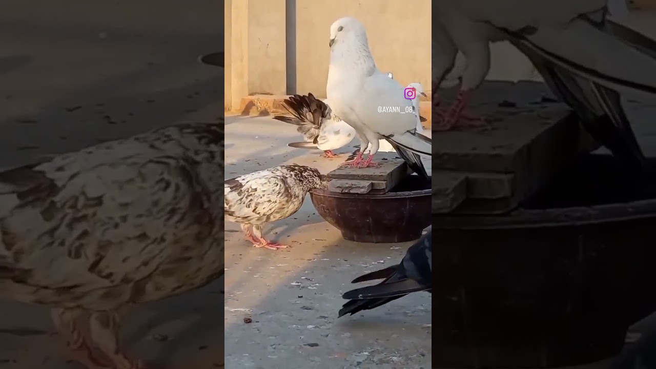 #kaldume #shahjanpuri #hare #pigeon 👑🕊