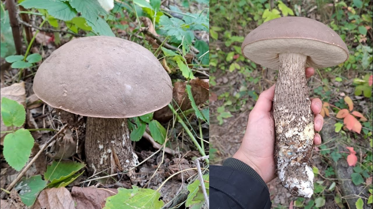 Našel jsem nejhezčího kozáka! Hledám houby na nové lokalitě