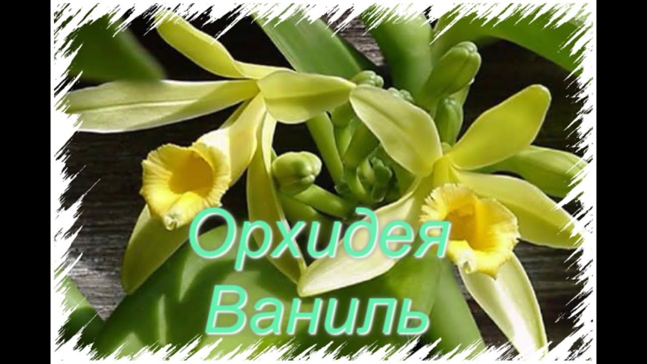 Vanilla orchid/ Орхидея Ваниль