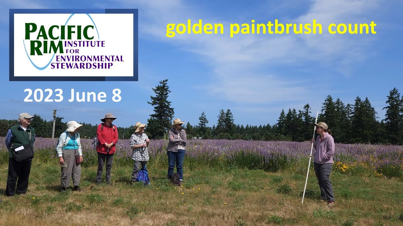 Golden paintbrush comeback! from endangered to thriving at Pacific Rim Institute on Whidbey