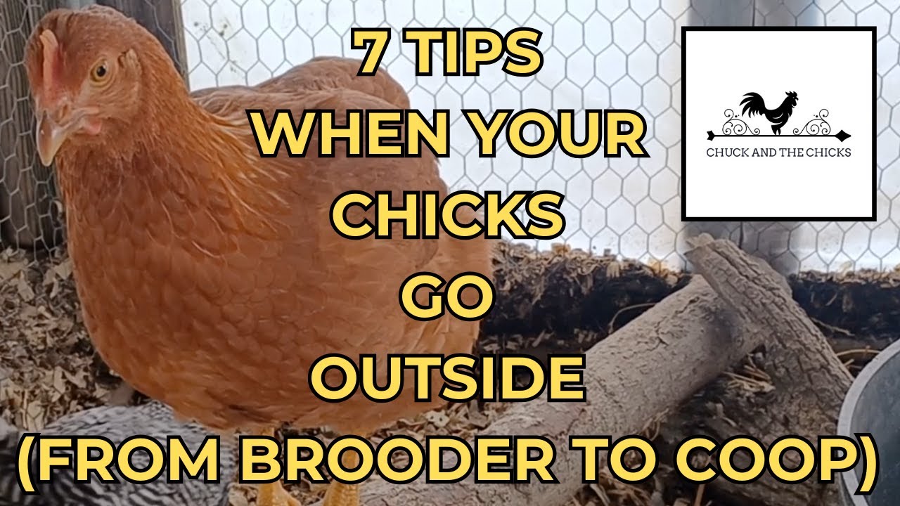 7 Tips When Your Chicks Go Outside (From Brooder To Coop)